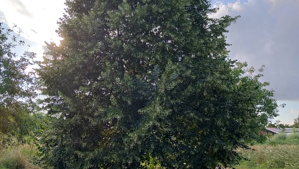 De linde: ecologie, cultuur en gebruik van een oeroude boom